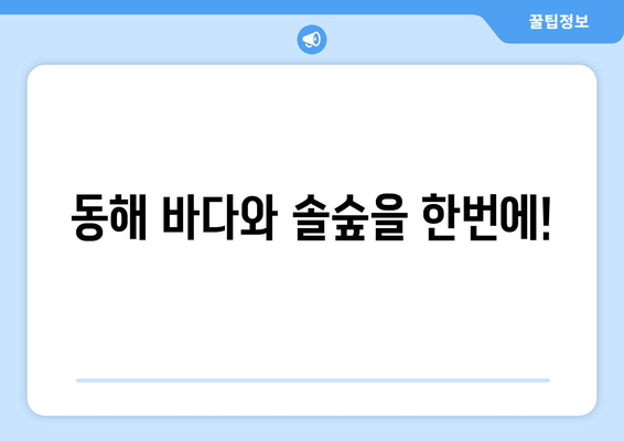 강릉 연곡해변 솔향기캠핑장| 동해안 솔숲과 백사장을 만끽하는 무장애 캠핑 | 강원도 근교 캠핑, 예약, 시설 정보, 추천