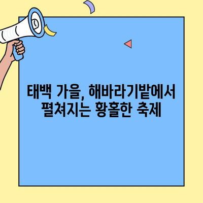 태백 해바라기축제| 백두대간 등마루를 노랗게 물들인 백만 송이 해바라기 만나보세요! | 태백 여행, 가을 축제, 해바라기 명소