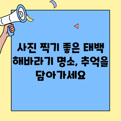태백 해바라기축제| 백두대간 등마루를 노랗게 물들인 백만 송이 해바라기 만나보세요! | 태백 여행, 가을 축제, 해바라기 명소